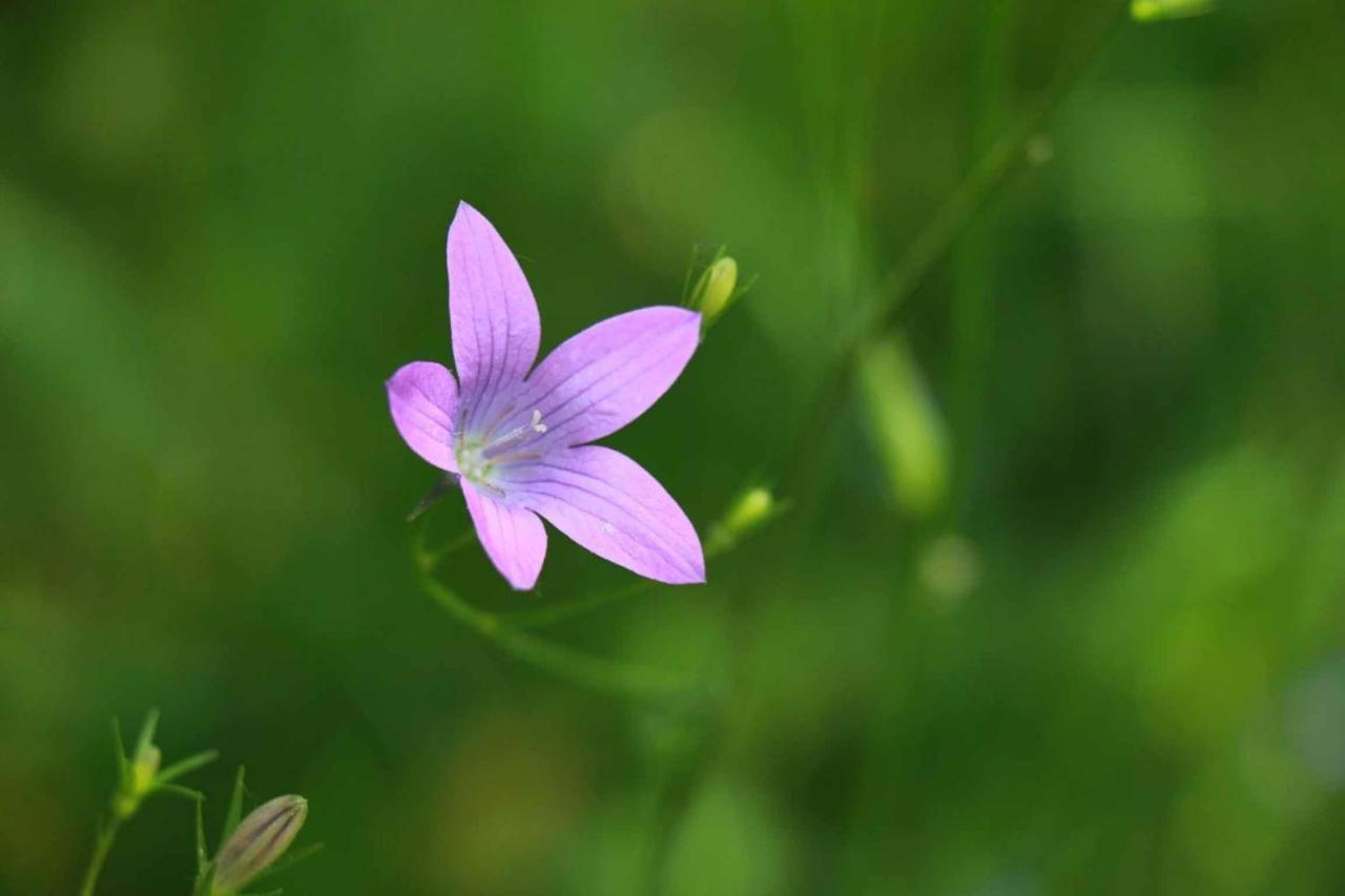 Biohof Buschmuehle Daire Konigsfeld  Dış mekan fotoğraf